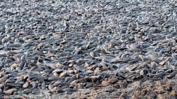 Viral Jutaan Ikan Sapu-Sapu di Sungai Juwana Pati Mati Imbas Kemarau Ekstrem