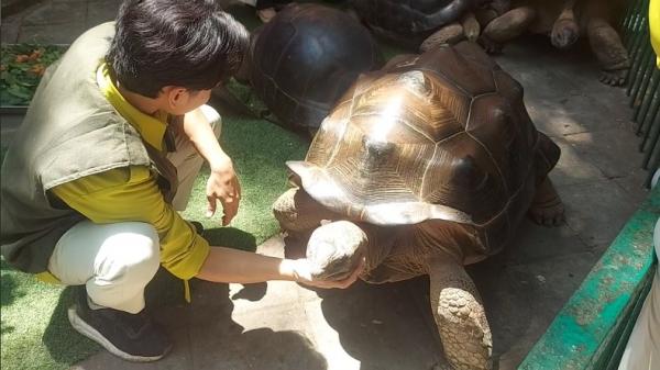 KBS Punya Koleksi Baru, 4 Kura-Kura Raksasa Aldabra Didatangkan dari Jepang