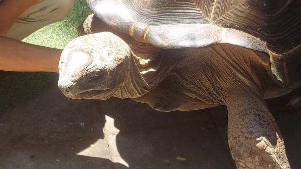 Kura-Kura Aldabra raksasa Kura-kura Aldabra. (Foto: iNews).