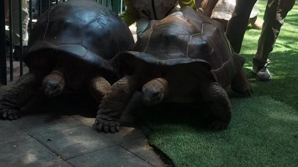 Kura-Kura raksasa di KBS Kura-kura raksasa jenis Aldabra. (Foto: iNews).