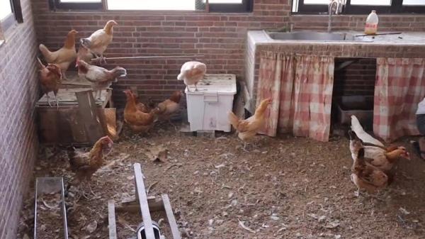 Kamar kos ayam di Bandung Sebanyak 22 ekor ayam dipelihara di dalam kamar kos di Bandung, Jawa Barat. (Foto: iNews).