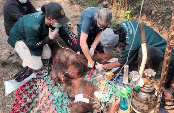 Orang Utan yang Sempat Viral Mati usai Ditemukan Kritis di Parit, Diduga Terpapar Asap Karhutla