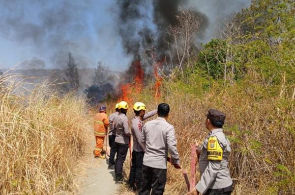 Karhutla di Mamasa Sulbar Hanguskan 5 Ha Lahan, Petugas Berjibaku Padamkan Api