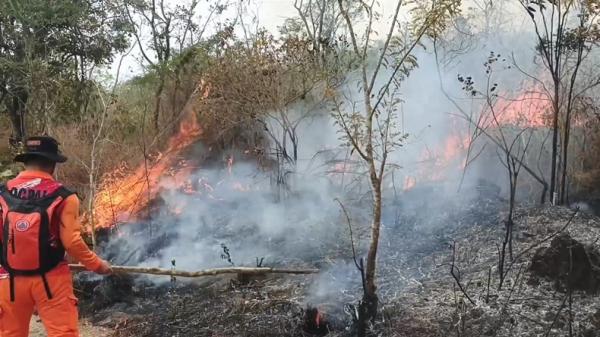 Kebakaran Hutan Kaki Gunung Ciremai Meluas, Angin Kencang dan Berubah Arah Hambat Pemadaman