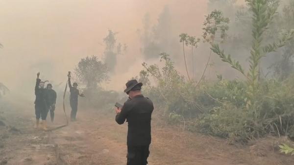 Puluhan Hektare Terbakar, Karhutla Palangka Raya Mengarah ke Taman Nasional Sebangau