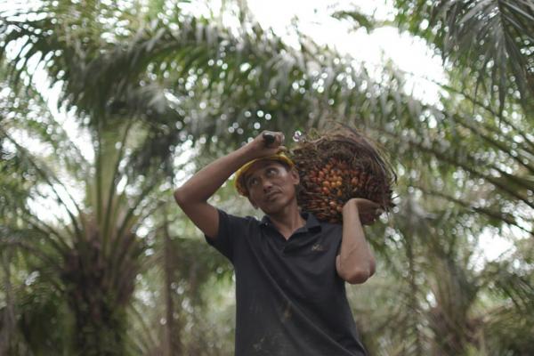 Buah sawit Kepala sawit. (Foto: Istimewa)
