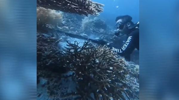 Instruktur selam asal Tiongkok diduga menombak penyu di Raja Ampat hingga videonya viral. (Foto: Tangkapan layar video viral).
