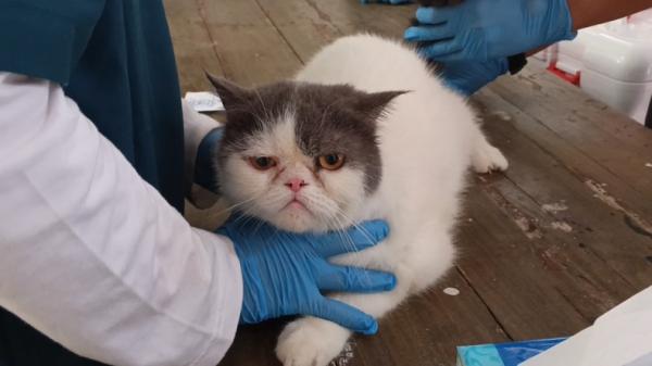 Vaksin rabies kucing Puluhan hewan peliharaan di Kabupaten Purwakarta, Jawa Barat, mendapatkan vaksinasi rabies gratis, Kamis (17/9/2026). (Foto: iNews).