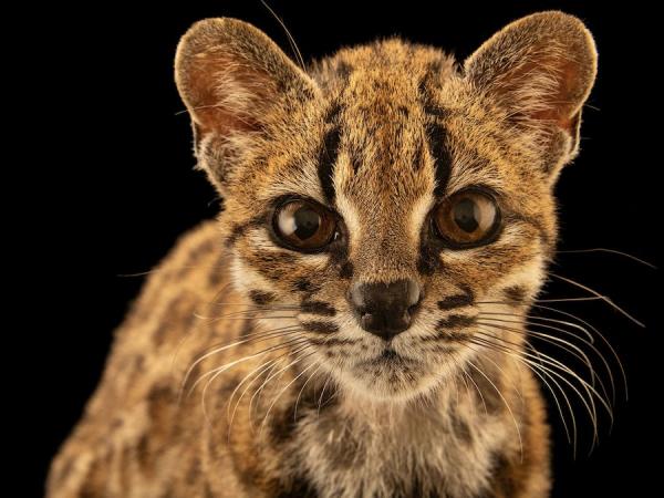 Kucing Baru Ditemukan setelah 100 Tahun, Mirip Macan Tutul Mini