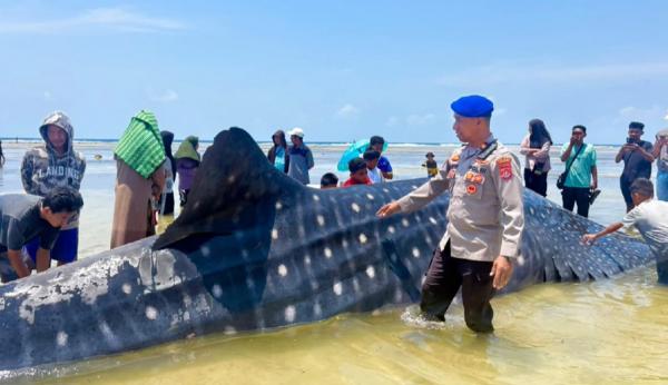Penampakan Hiu Paus Raksasa 9 Meter Terdampar di Pantai Matahora Wakatobi