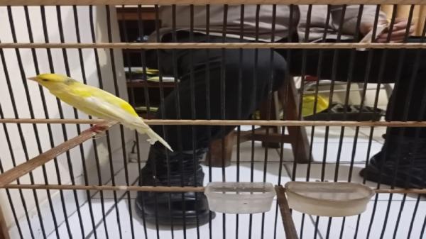 Curi Kenari Scotch Fancy Seharga Rp3 Juta, Pria di Bantul Ditangkap Polisi