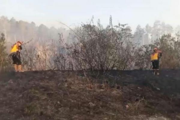 Kebakaran Hutan di Taman Nasional Gunung Merapi Hanguskan 4 Hektare Lahan