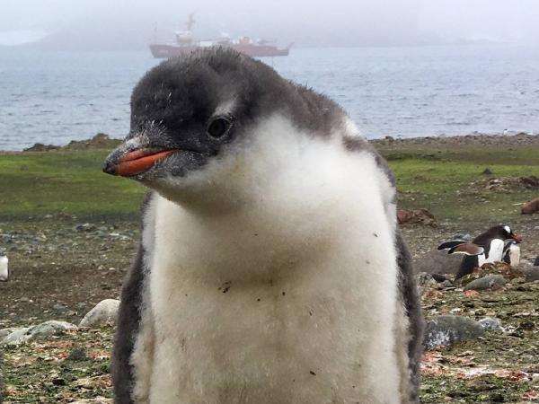 Spesies penguin baru Spesies penguin baru bernama Pygoscelis kerguelensis. (Foto: X)