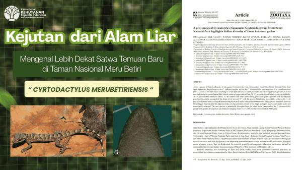 Spesies baru cecak 2 Jurnal terkait spesies baru cecak Cyrtodactylus Merubetiriensis. (Foto: Zootaxa)