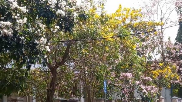 Viral Bunga Tabebuya Majalengka Jabar Bunga tabebuya warna-warni bermekaran di sepanjang Jalan Kartini hingga depan Kantor Bupati Majalengka, Jawa Barat, menjadi daya tarik warga. (Foto: iNews).