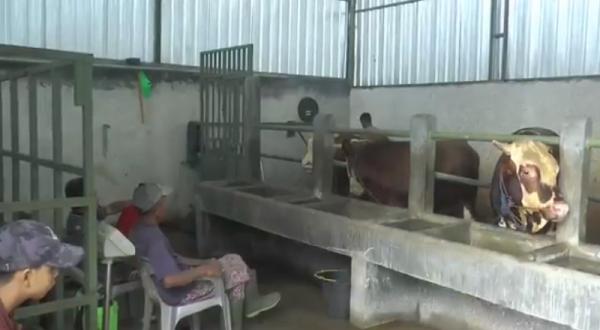 Kos-kosan  Khusus Untuk Sapi Di Temanggung Bertarif Rp1,6 Juta/Bulan