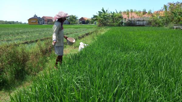 Muhammadiyah Soroti Distribusi Pupuk Bersubsidi, Begini Pembelaan Terhadap Petani
