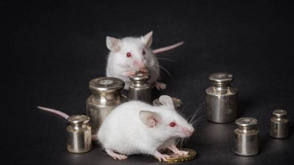 5 Kota di Dunia Jadi Sarang Jutaan Tikus, Nomor 3 Ada di Negara Prancis