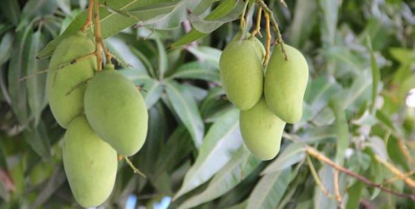Segudang Manfaat Kulit Buah Mangga, Turunkan Risiko Kanker hingga Penyakit Jantung