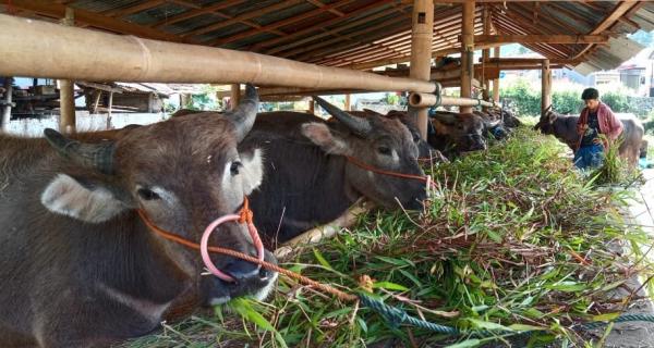 Pedagang Kerbau di Tana Toraja Rugi Puluhan Juta Imbas dari Wabah PMK