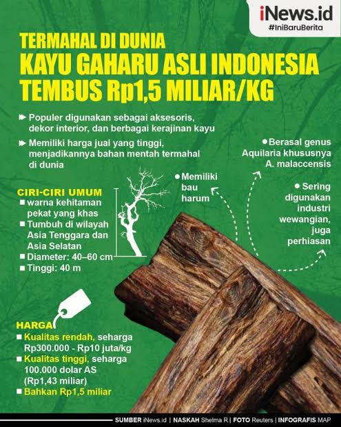 Kayu Gaharu Asli Indonesia Termahal di Dunia, Tembus Rp1,5 Miliar per Kg