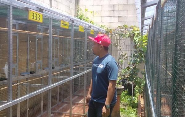 Berawal dari Hobi Pelihara Perkutut, Kini Jadi Cuan Beromset Jutaan Rupiah