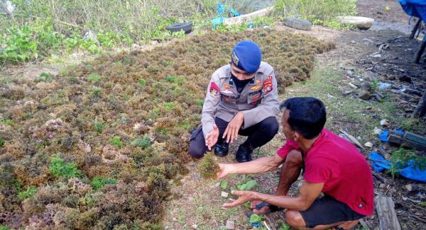 DKP Sulbar Tawarkan Potensi 5.706 Hektare Lahan Rumput Laut kepada Investor