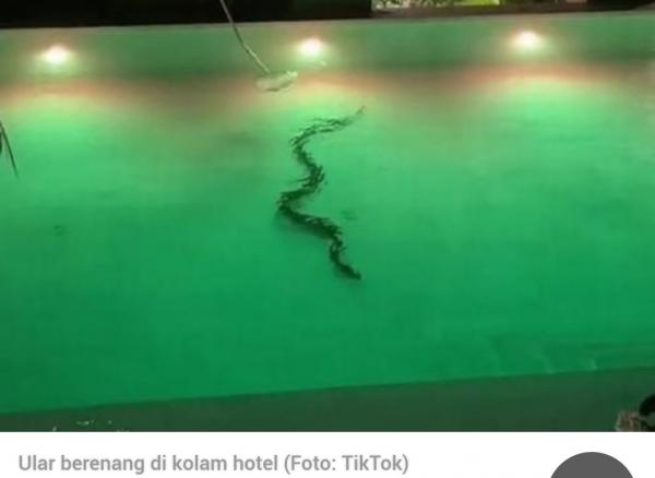 Ular 3 Meter Berenang di Kolam Hotel, Kok Bisa? Netizen: Lagi Ikut Liburan!