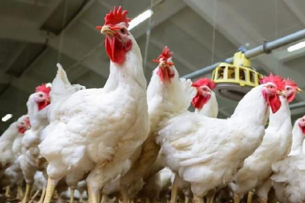 Dalam Seminggu, 49 Unggas di Cimahi Mati Mendadak Akibat Flu Burung