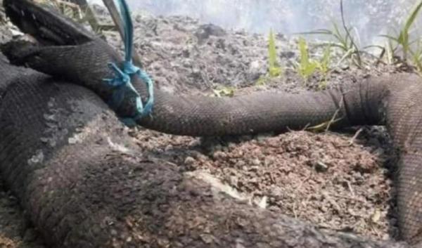 Mengungkap Misteri Ular Tangkalaluk Penunggu Hutan Kalimantan, Ditakuti Suku Dayak