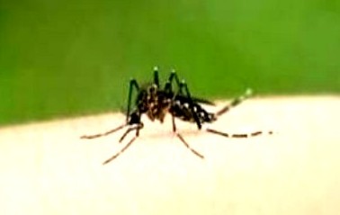 300 Orang Tewas di Bangladesh Akibat Diserang Wabah Demam Berdarah Dengue