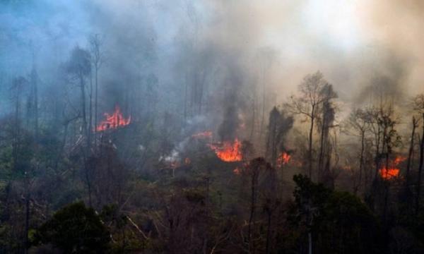 Ancaman Karhutla di Jawa Barat Makin Meluas: Subang Teratas, Lahan Terbakar Tembus 1.100 Hektare