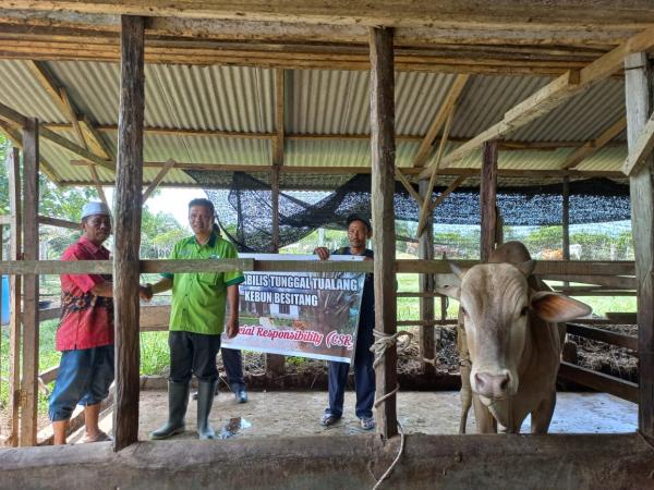 Berkah Idul Adha, PT Mirabilis Tunggal Tualang Berkurban Seekor Sapi di Kampung Lama Besitang
