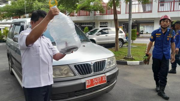Ular Masuk Mobil Dinas, Bikin Geger Pegawai Pemkab Sukoharjo