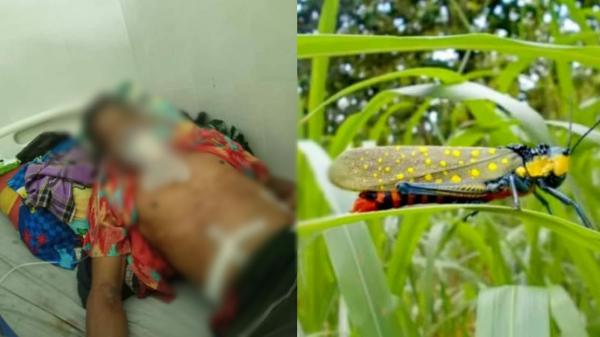 Tak Hanya di Bojonegoro, Belalang Setan Sebelumnya Juga Tewaskan Warga di Daerah Ini