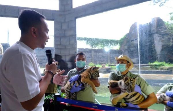 3 Bayi Harimau Benggala Baru di Solo Safari Diberi Nama Bantolo, Tirto dan Maruto