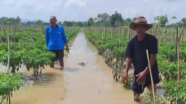 Terendam Luapan Sungai Bengawan Solo, Petani Cabai di Tuban Gagal Panen