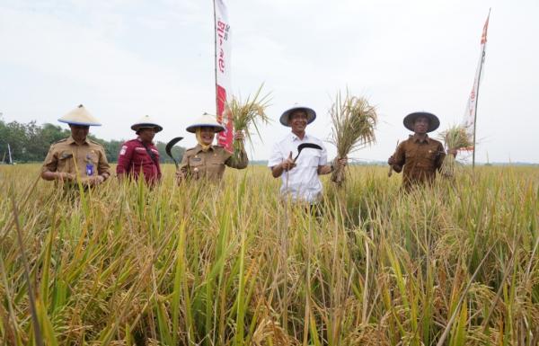 Produksi Padi Bojonegoro Ditarget Lampaui Lamongan Tertinggi di Jatim pada 2027