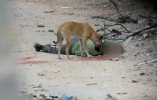 Mayat Bergelimpangan di Gaza Dimakan Anjing Liar, Tentara Israel Halangi Evakuasi