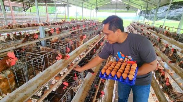 Kebutuhan Telur Bojonegoro Capai 8.000 Ton Setahun, Produksi Lokal Masih Terbatas