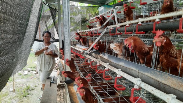 Tantangan Berat Peternak Ayam Petelur GAYATRI Bojonegoro: Harga Pakain Naik, Telur Turun