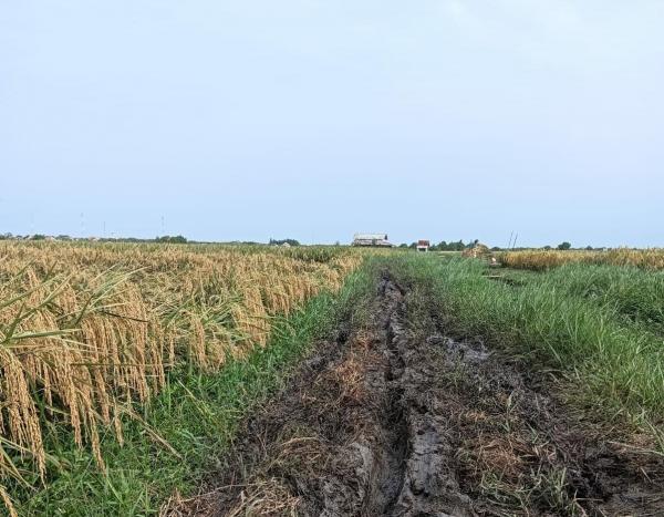 Marak Alih Fungsi Lahan di Indramayu, Pemkab Wajib Jaga Kawasan  Pertanian