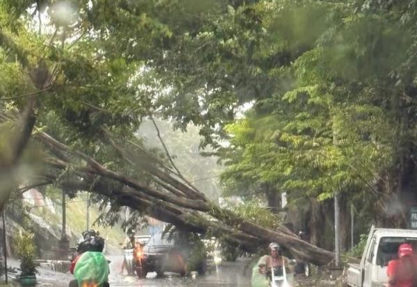 Hujan Badai Kembali Terjang Semarang Minggu Siang, Puluhan Pohon Tumbang