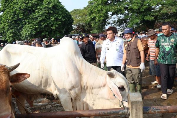 Cek Kondisi Hewan Kurban Jelang Iduladha, Bupati Blora Arief  Rohman Sidak Pasar Pon