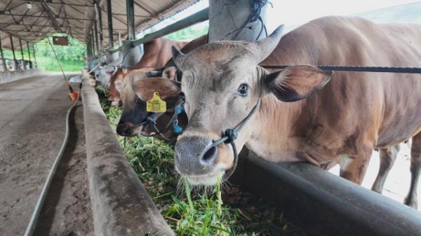 Harga Sapi Mahal, Indonesia Impor Kerbau Hidup dari Australia