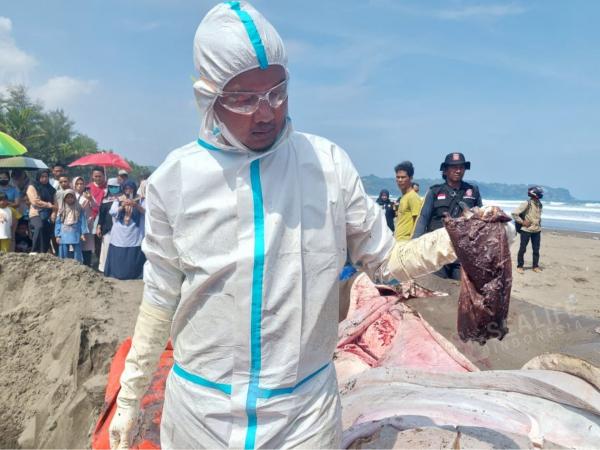 Hiu Paus Terdampar di Cilacap, Peneliti Unsoed Temukan Plastik dalam Pencernaan!