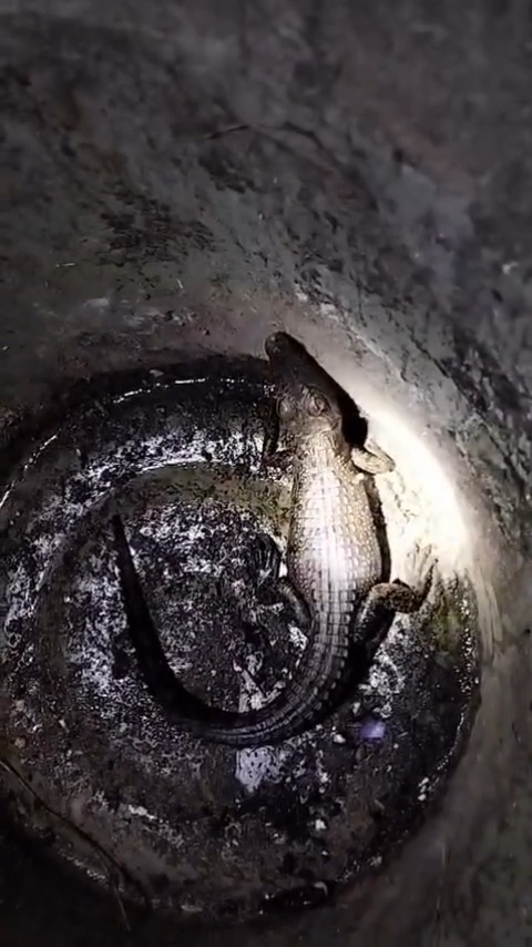 Warga Mamuju Temukan Buaya di Bawah Jembatan Pababari saat Cari Umpan Ikan