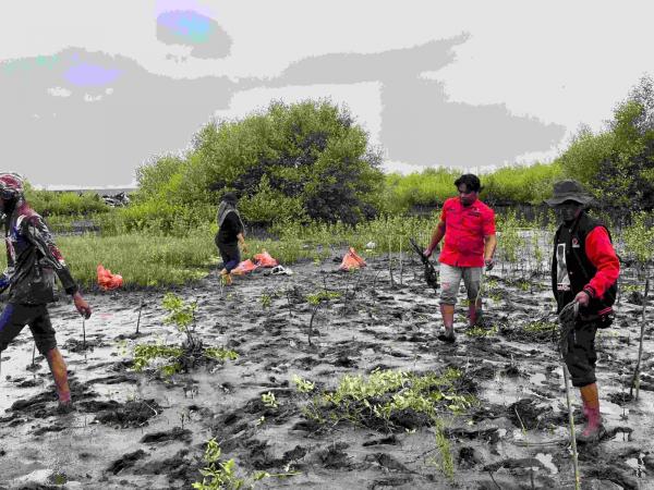 Tutup Bulan Bung Karno, PDI Perjuangan Hijaukan Pesisir Eretan Kulon dengan Ribuan Mangrove