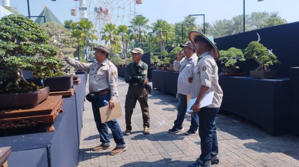 Pameran Bonsai Nasional di Lamongan Tampilkan Ratusan Koleksi, Nilainya Tembus Miliaran Rupiah
