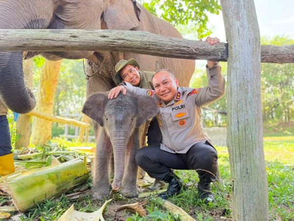 Berduka Atas Kematian Gajah TNTN, Kapolda Riau: Menjaga Satwa Liar Tugas Bersama